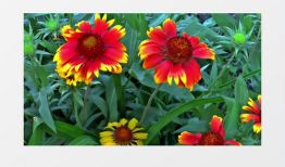 花卉视频,跟随视频探寻花卉之美